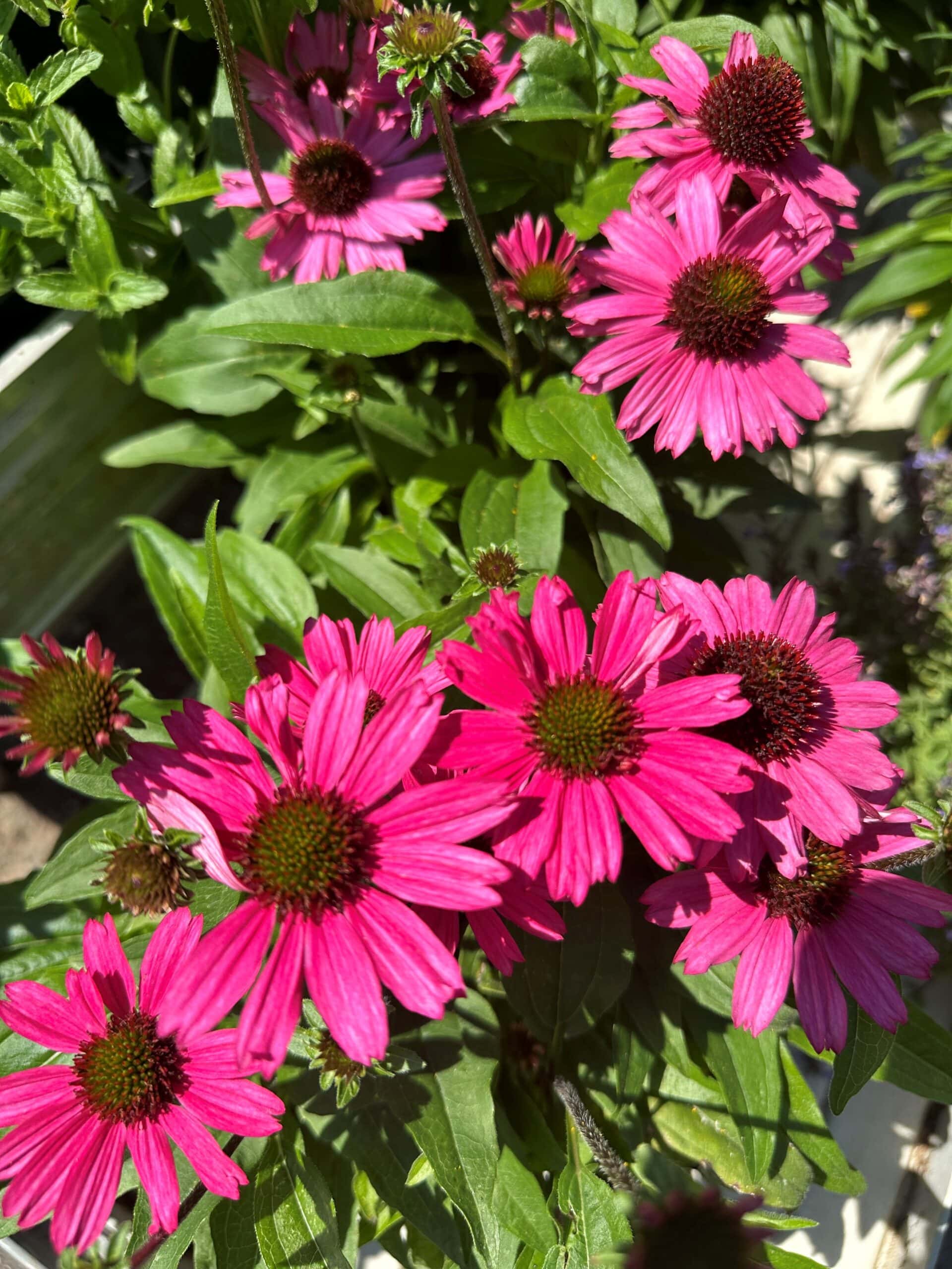 Garten Bräunlein