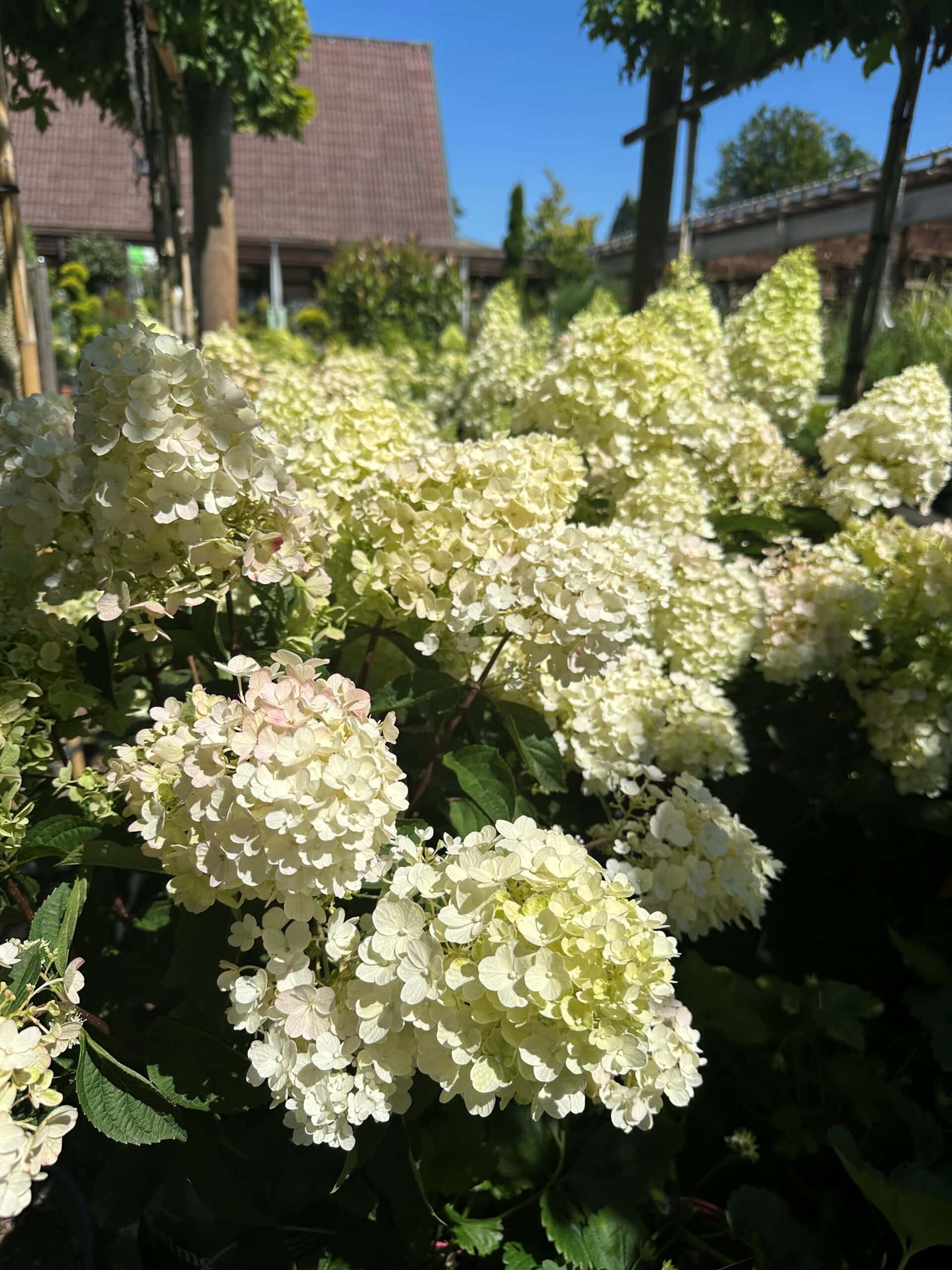Garten Bräunlein
