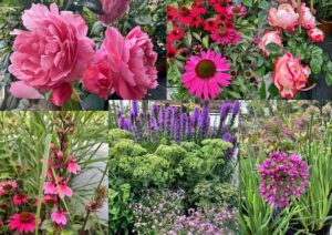 Eine bunte Blumencollage mit Rosen, Echinacea und anderen Blüten.