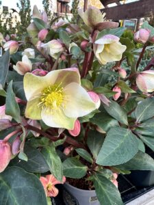 Eine weißgelbe Blüte mit auffälligen gelben Staubblättern inmitten grüner Blätter