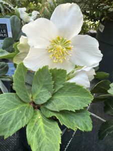 Eine große weiße Blüte mit gelben Staubgefäßen und auffällig gezackten grünen Blättern