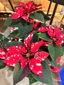 Bunte Weihnachtssternblätter in Rot und Weiß kontrastieren mit sattgrünen Blättern