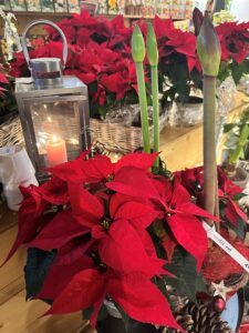 Leuchtend rote Weihnachtssterne mit grünen Knospen neben einer silbernen Laterne