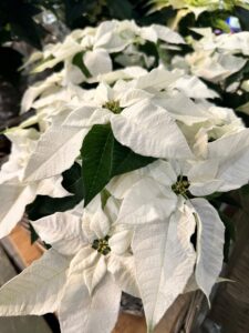 Weiße Weihnachtssterne mit cremefarbenen Blättern und grünen Blättern im Hintergrund