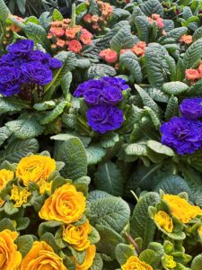 Violette, orange und gelbe Primeln blühen kräftig zwischen sattem grünen Laub