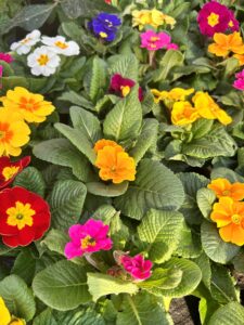Bunte Primeln mit leuchtenden Blüten in Gelb Pink Rot und Weiß zwischen grünen Blättern