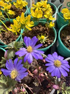 Lila und gelbe Blumen blühen in grünen Töpfen in der Sonne mit grünen Blättern